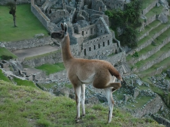 A resident vicuña